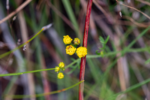 Silky Stinkals (Hippia pilosa)