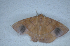 Microgonia rhodaria