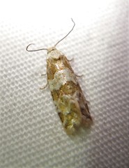 Aethes argentilimitana