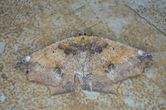 Paragonia cruraria