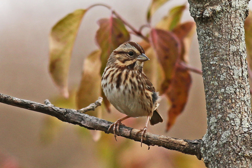 Song Sparrow photographed in Pennsylvania