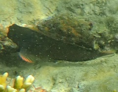 Ophioblennius macclurei