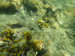 Ophioblennius macclurei