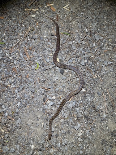 Spotted Python sighting