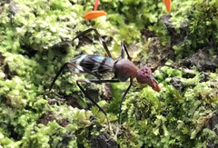 Taeniaptera angulata