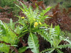 Sonchus hierrensis