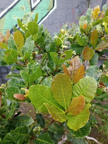Anacardium occidentale - Leaves