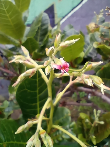 Anacardium occidentale - Leaves