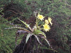 Sonchus hierrensis