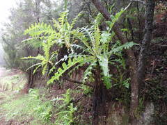 Sonchus hierrensis