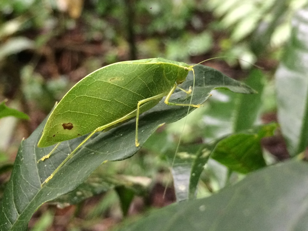 Viadana piracicabae