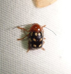 Cryptocephalus guttulatus