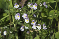 Euphrasia maximowiczii