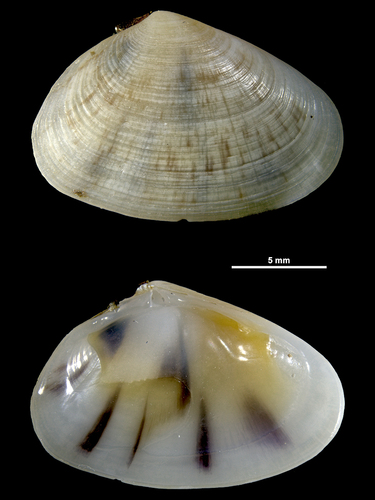 Latona faba