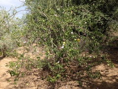 Cryptostegia grandiflora image