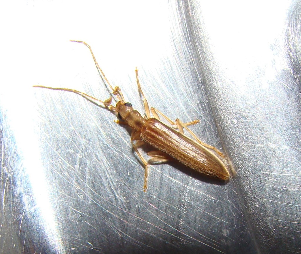 Baculipalpus strigipennis