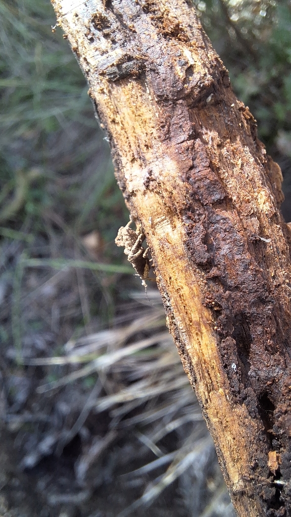 Holotrichius denudatus
