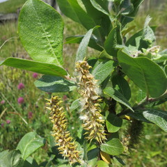 Salix commutata