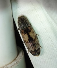 Pherhimius fascicularis