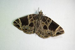 Gandaritis atricolorata