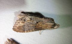 Dasylophia thyatiroides