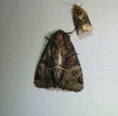 Phosphila turbulenta