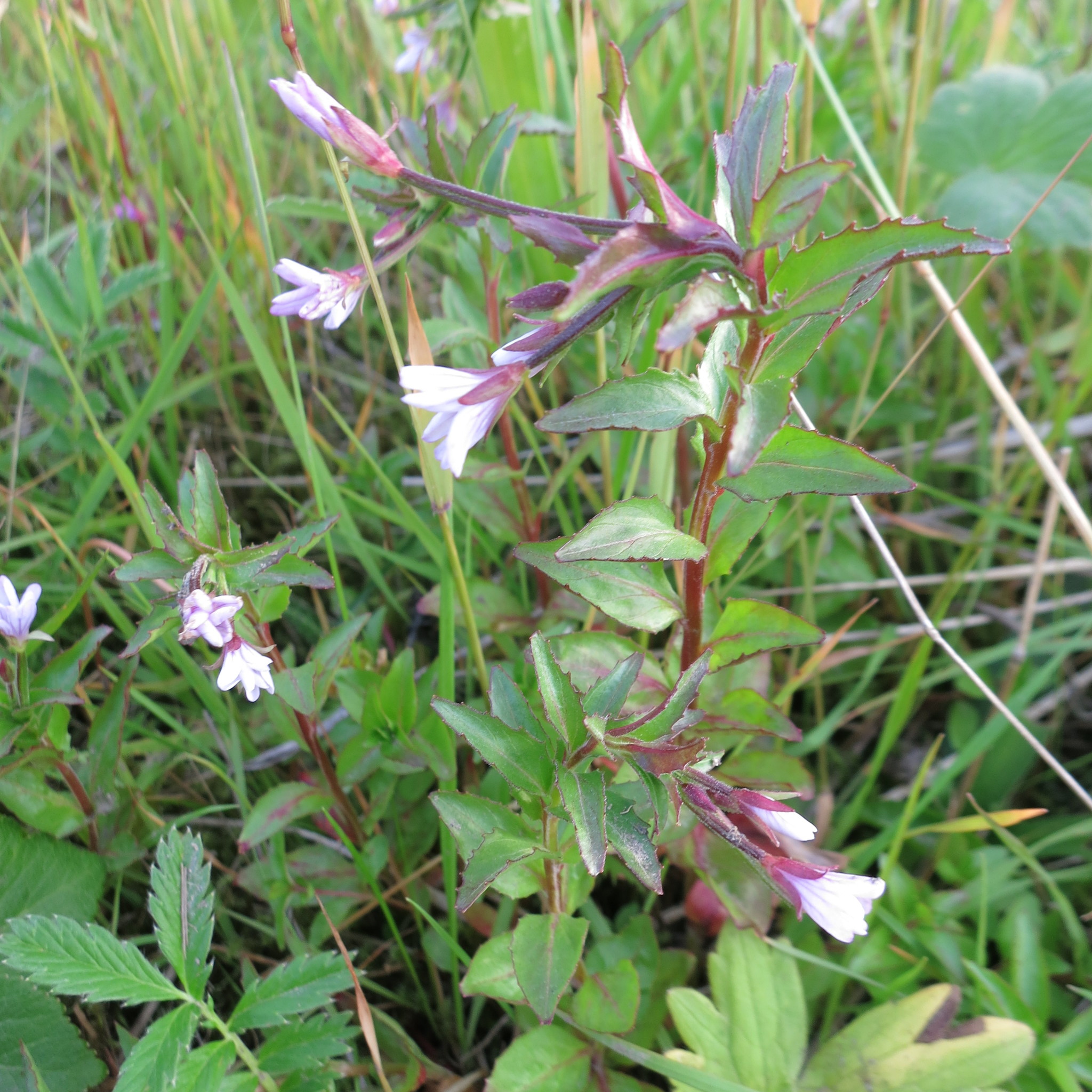 Epilobium hornemannii ssp. behringianum