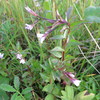 Bering Willowherb - Photo (c) dennisronsse, some rights reserved (CC BY-NC), uploaded by dennisronsse