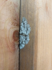 Iridopsis vellivolata