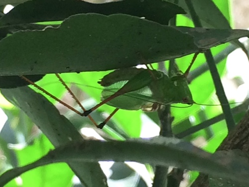 clear-wing meadow katydid