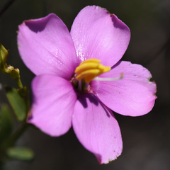 Chironia tetragona, photograph (c) Andrew Gillespie, some rights reserved (CC BY-SA)