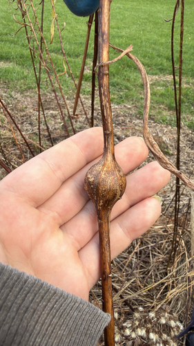 Unknown species found near Worcester County, US-MA, US
