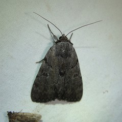Catocala sordida