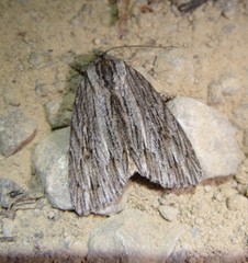 Acronicta lithospila