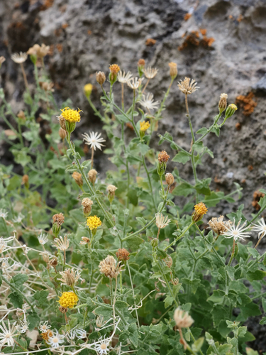 inyo rockdaisy (Laphamia inyoensis)