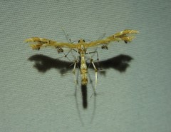 Geina periscelidactylus