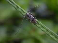 Leiopus femoratus