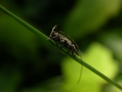 Leiopus femoratus