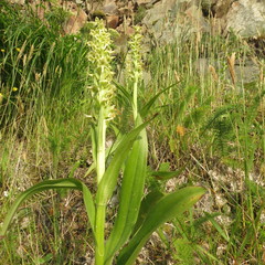 Platanthera convallariifolia