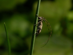 Leiopus femoratus