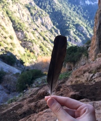 Corvus monedula soemmerringii