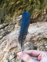 Corvus monedula soemmerringii