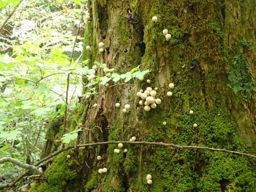 Lycoperdaceae