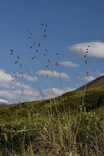 Festuca altaica