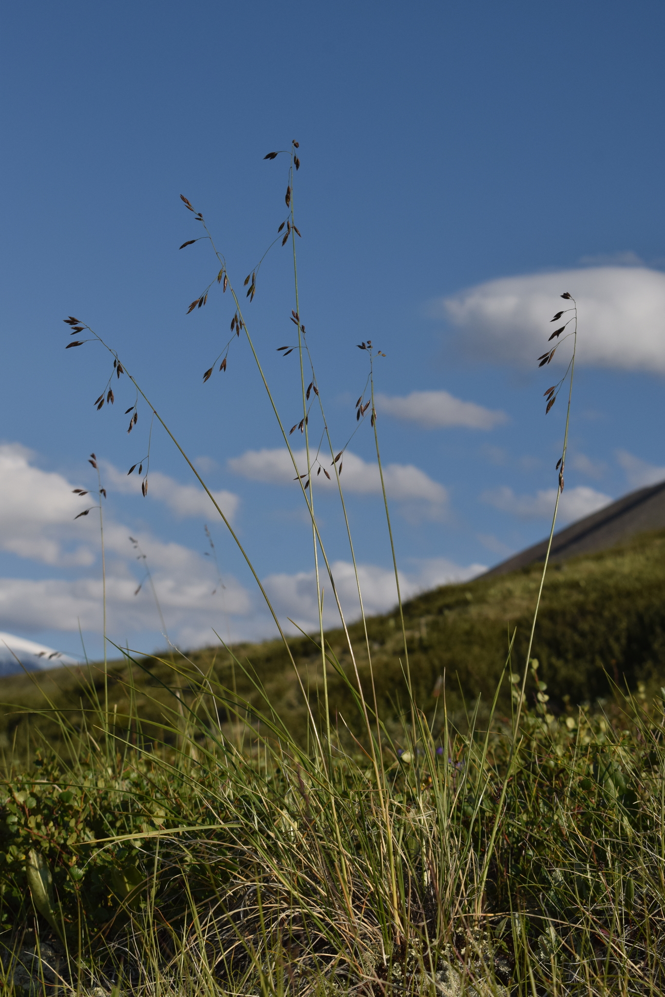 Festuca altaica