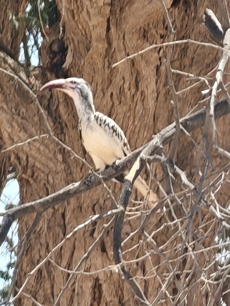 Damara Red-billed Hornbill (Tockus damarensis), photo 6