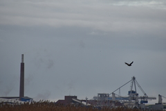 Haliaeetus albicilla