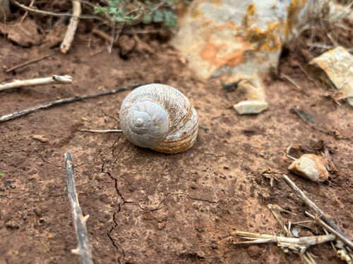 Cornu aspersum