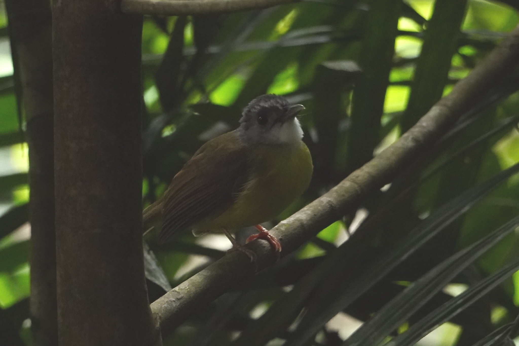Yellow-bellied Bulbul (Alophoixus phaeocephalus), photo 9
