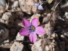 Gilia cana